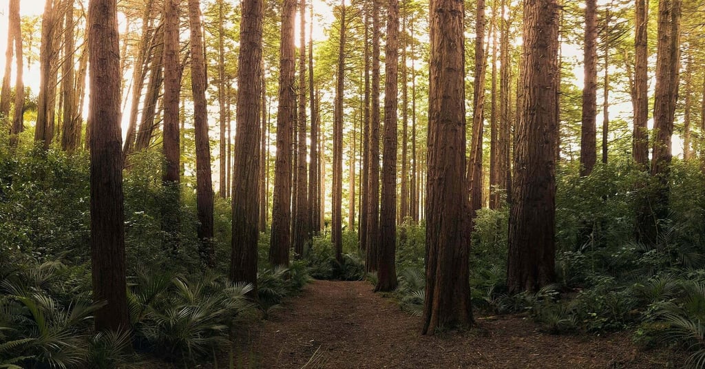 peaceful, serene coniferous forest